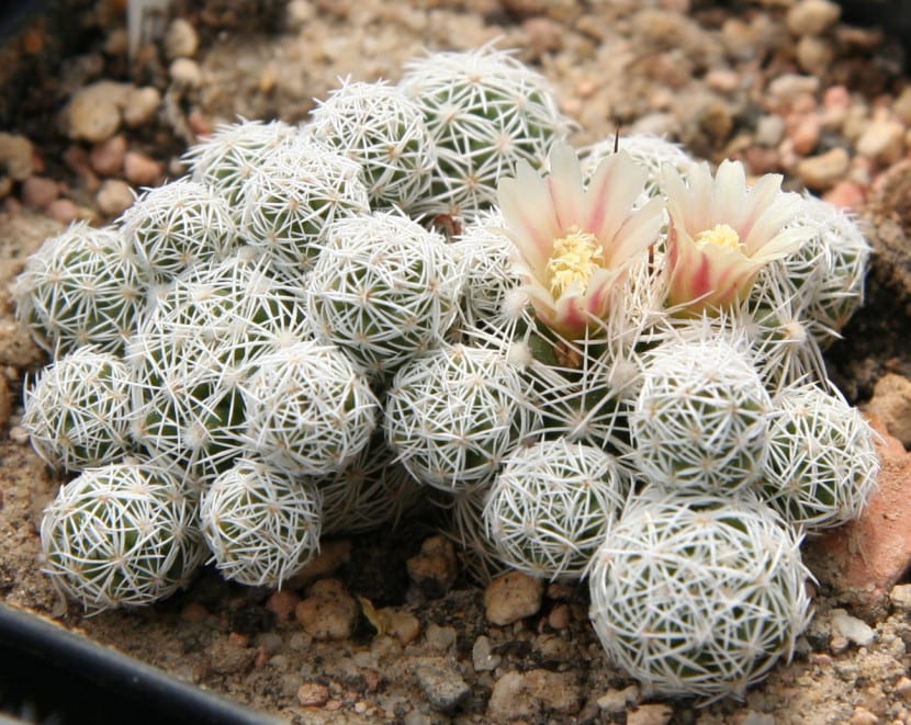 Mammillaria gracilis