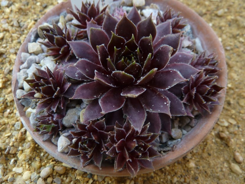 Sempervivum 'Dark Beauty'