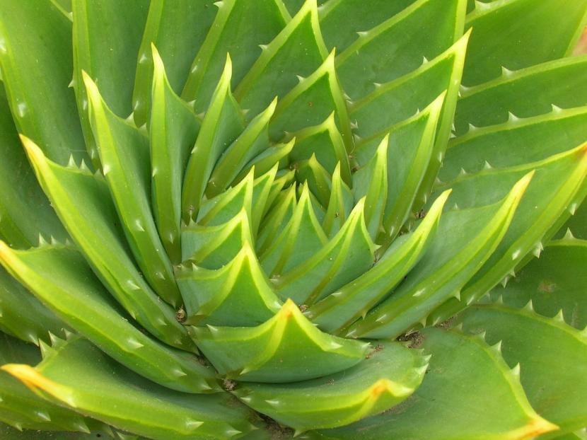 Aloe polyphylla