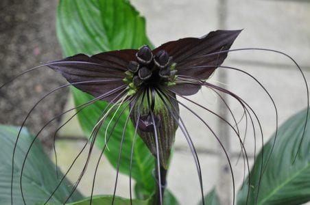 Flor murciélago negra de Tacca chantrieri con filamentos colgantes