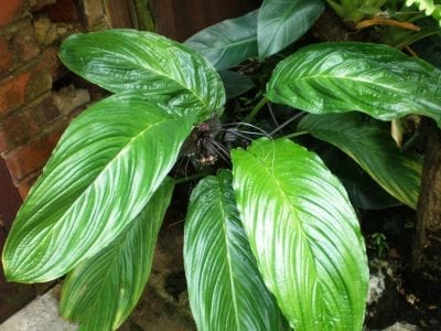 Planta de Tacca chantrieri en cultivo bajo sombra