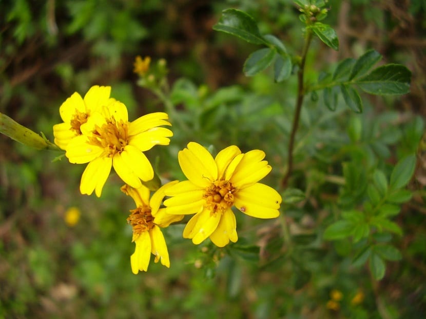 bonitas flores de color amarillo parecidas a las margaritas