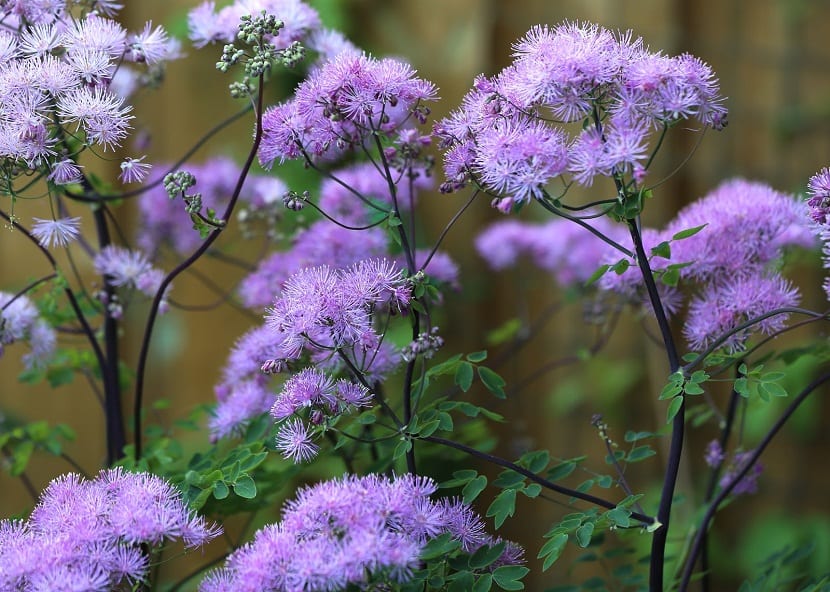 El thalictrum aquilegifolium, produce una excelente variedad de tallos de flores de bonitos colores