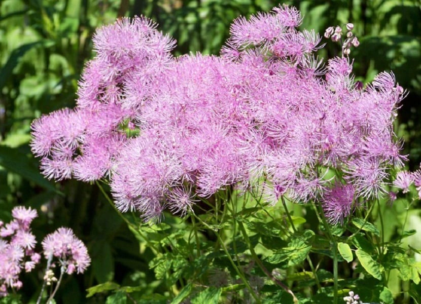 Cultivo y siembra del Thalictrum aquilegifolium 