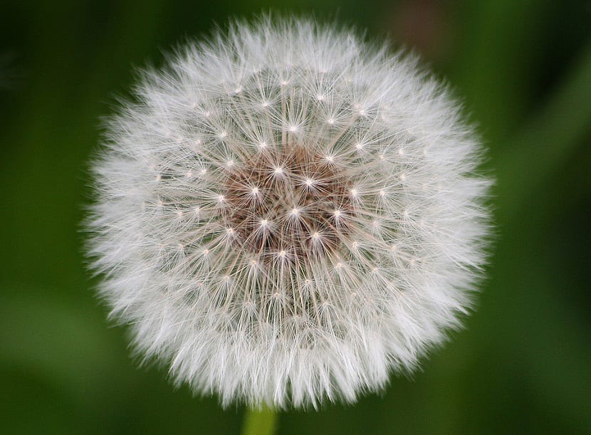 Esta planta destaca por su gran contenido de calcio y su reconocido valor para el desarrollo