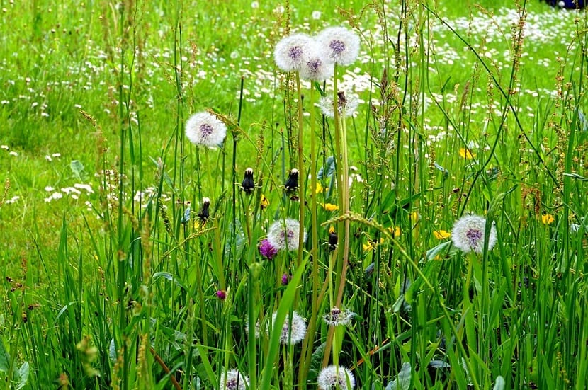 El Taraxacum officinale es una hierba perenne con una altura de hasta 60 cm