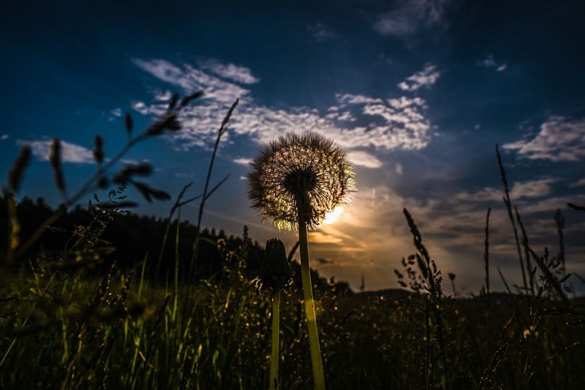 Propiedades y usos del Taraxacum officinale