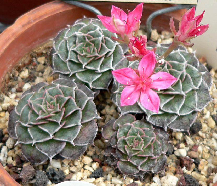 Graptopetallum ''Tacitus Bellus''