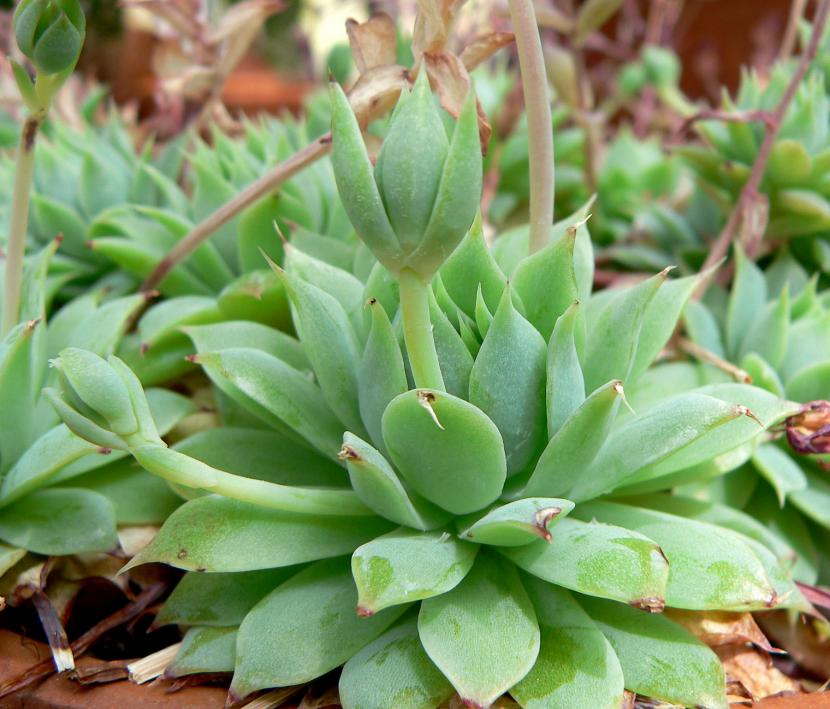 Graptopetalum macdougalii