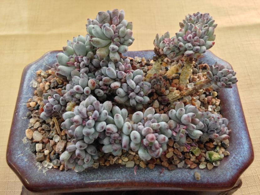 Graptopetalum pachyphytum