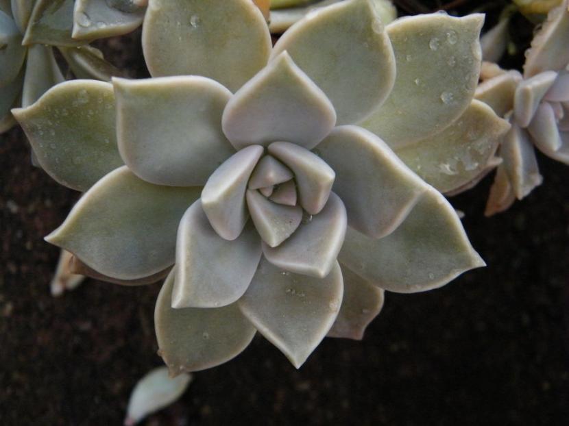 Graptopetalum paraguayense