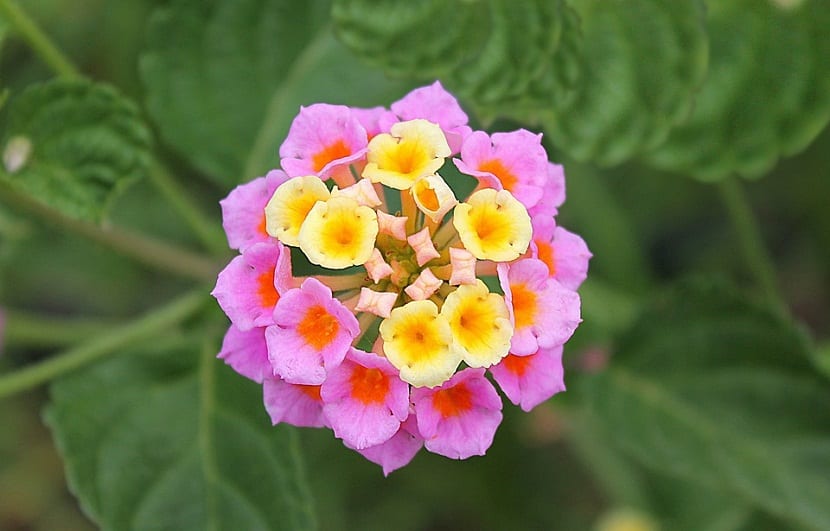 Podar Lantana