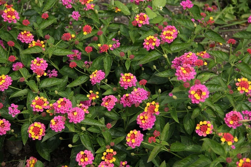 La lantana es una de las variedades de plantas de jardín que más florece en el Mediterráneo