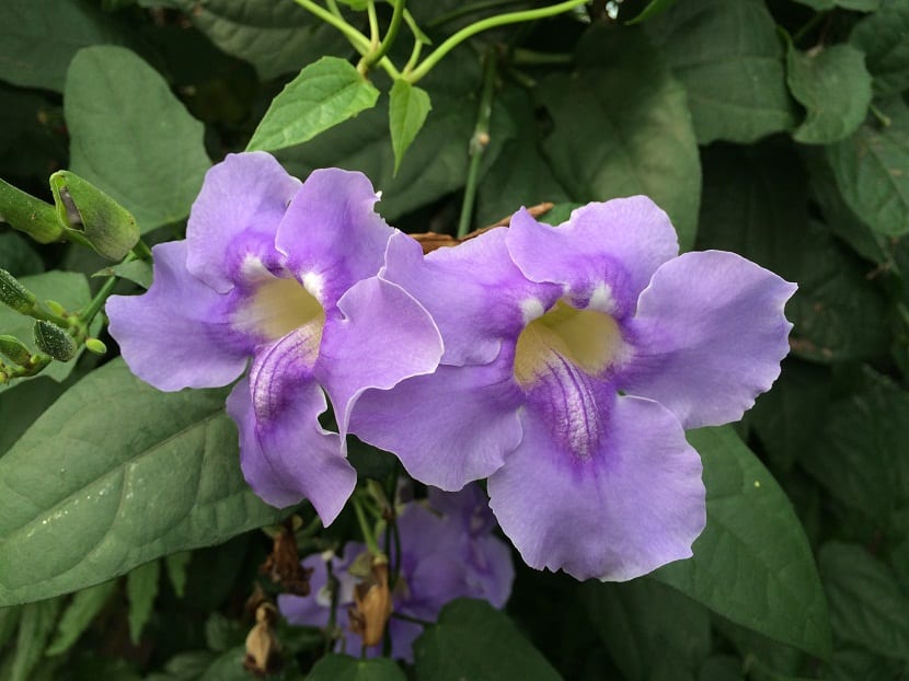 dos flores de forma acampanada y de color azul-violeta