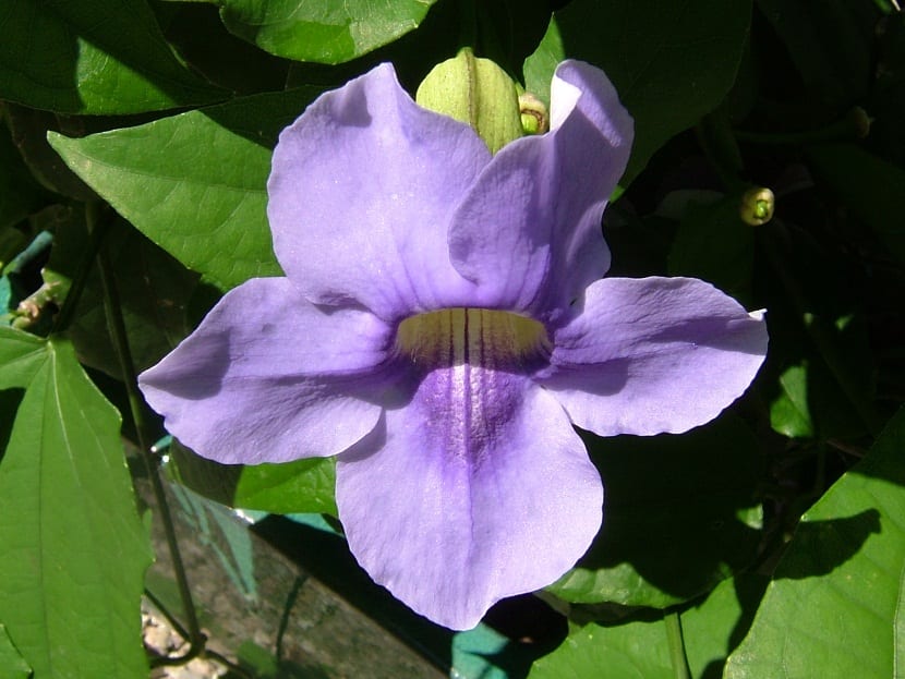 flor de color azul-violeta y con forma de campana
