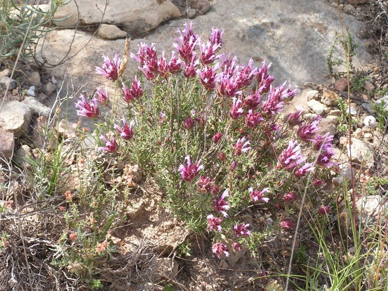 Vista del Thymus moroderi en hábitat