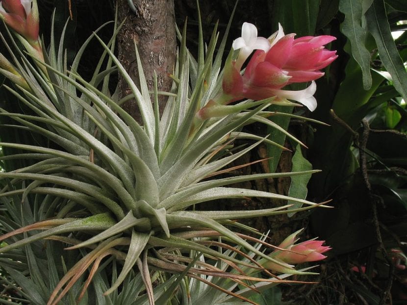 Tillandsia stricta var. albifolia, de hoja rígida y plateada