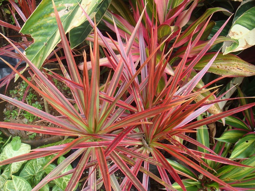 tipos diferentes de dracena