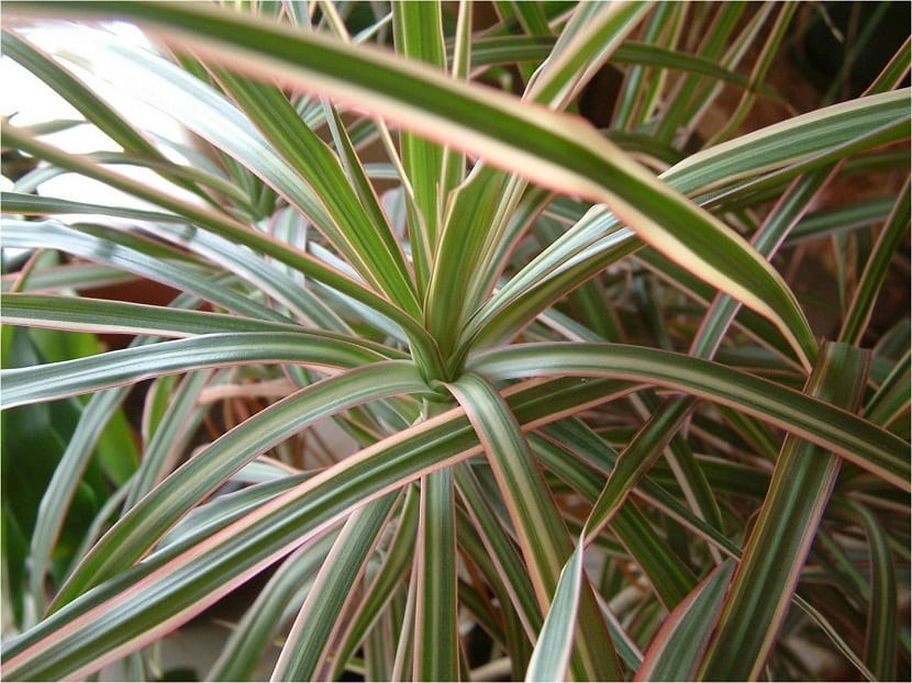 abono para dracena marginata