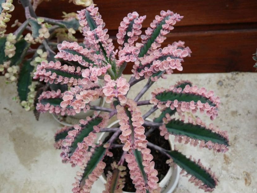 Vista de la planta del Kalanchoe Pink Butterflies