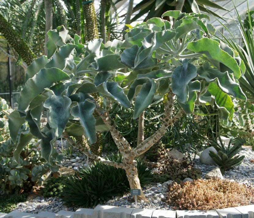 Vista de un arbusto adulto de Kalanchoe beharensis
