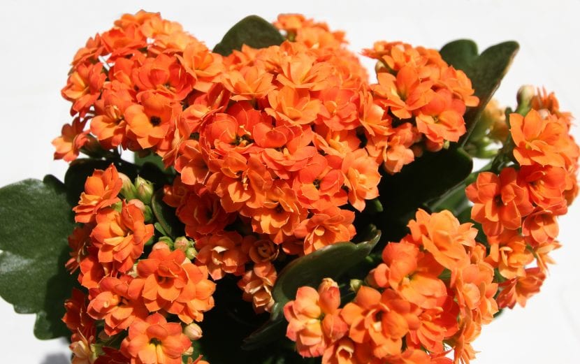 Vista de un Kalanchoe blossfeldiana en flor