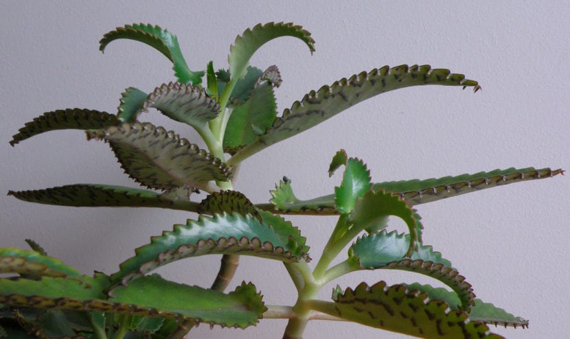 Vista de un ejemplar joven del Kalanchoe daigremontiana