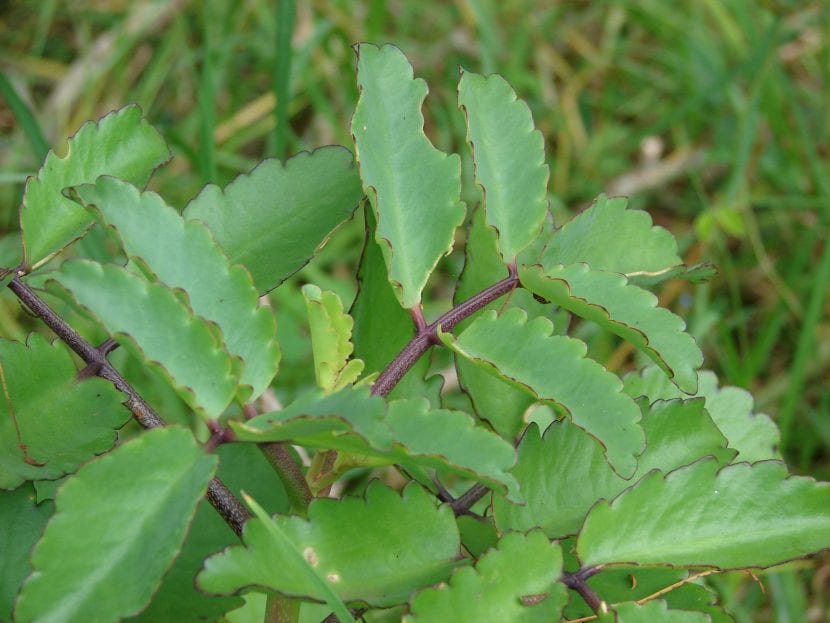 Vista de las hojas del Kalanchoe pinnata