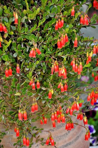 Vista del Kalanchoe Tessa