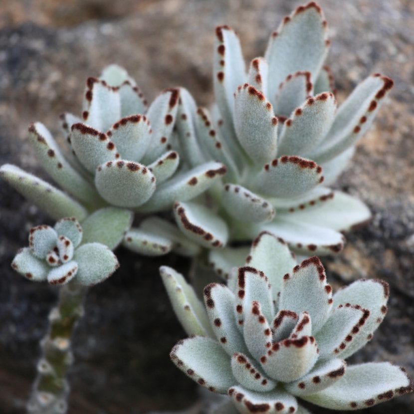 Vista de un Kalanchoe tomentosa