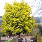 Ejemplar de Acacia dealbata en flor