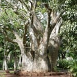 Adansonia digitata