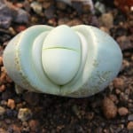 Argyroderma