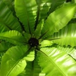 Asplenium nidus