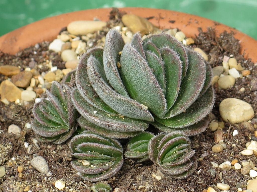 Crassula barbata