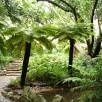 Cyathea dregei