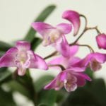 Dendrobium kinglanum