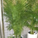 Dypsis lutescens