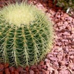 Echinocactus grusonii