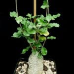 Fockea edulis