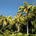 Howea forsteriana, la palmera kentia adulta