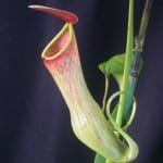 Nepenthes khasiana