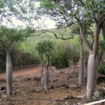 Ejemplar de Pachypodium lamerei var. ramosum