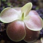 Ejemplar de Pinguicula 'Sethos'
