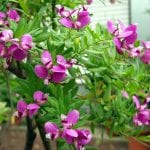 Polygala myrtifolia
