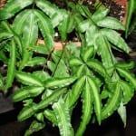 Pteris cretica