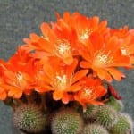 Rebutia spinossissima en flor