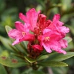 Rododendro de flores rosas