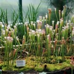 Sarracenia leucophylla