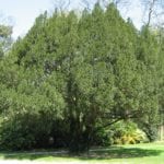 Taxus baccata